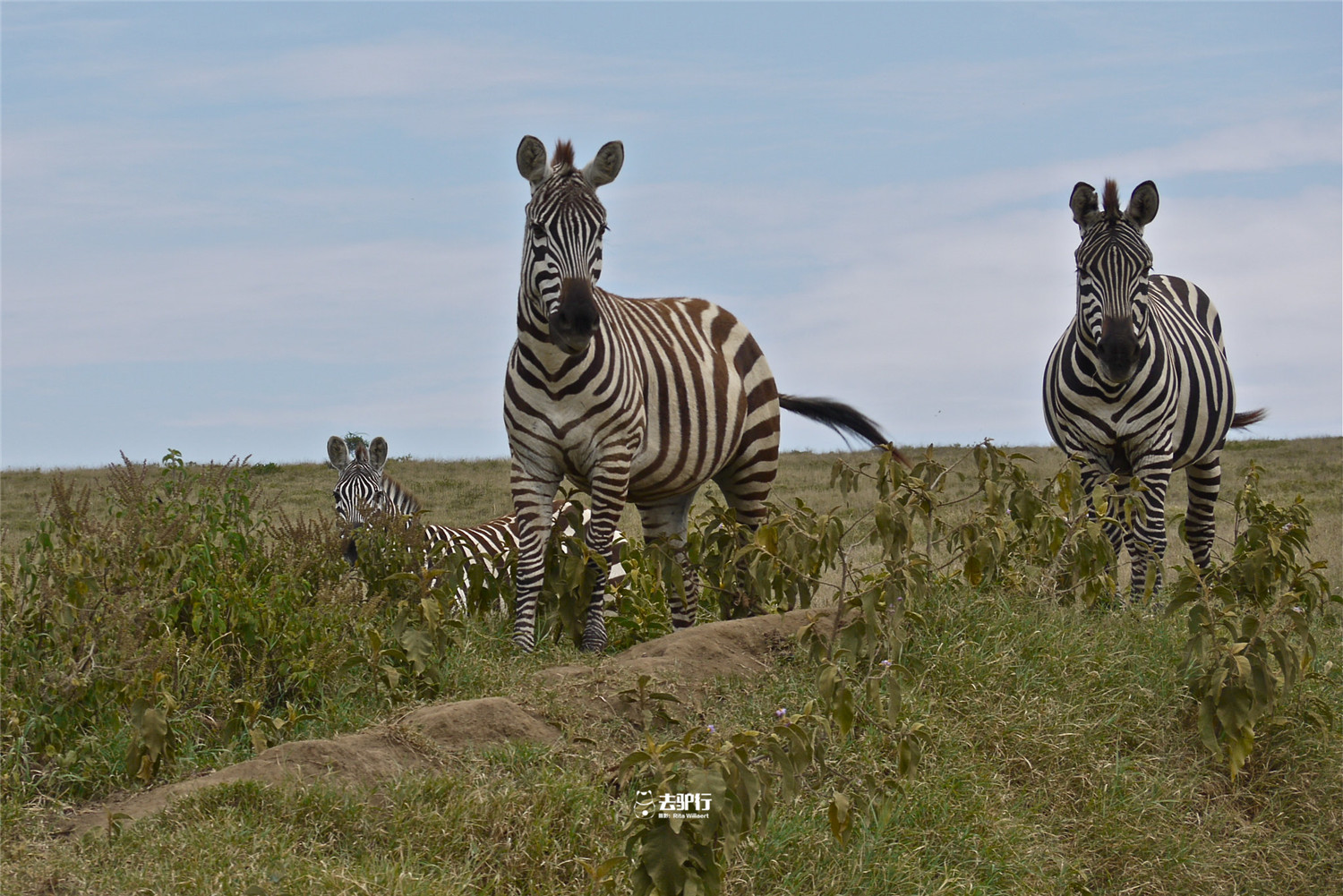 地球上最后的野生动物栖息地:全国超过1/3国土用以保护动物