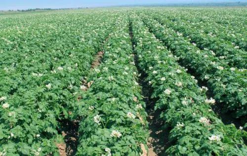 12316三农服务热线春播马铃薯种植技术