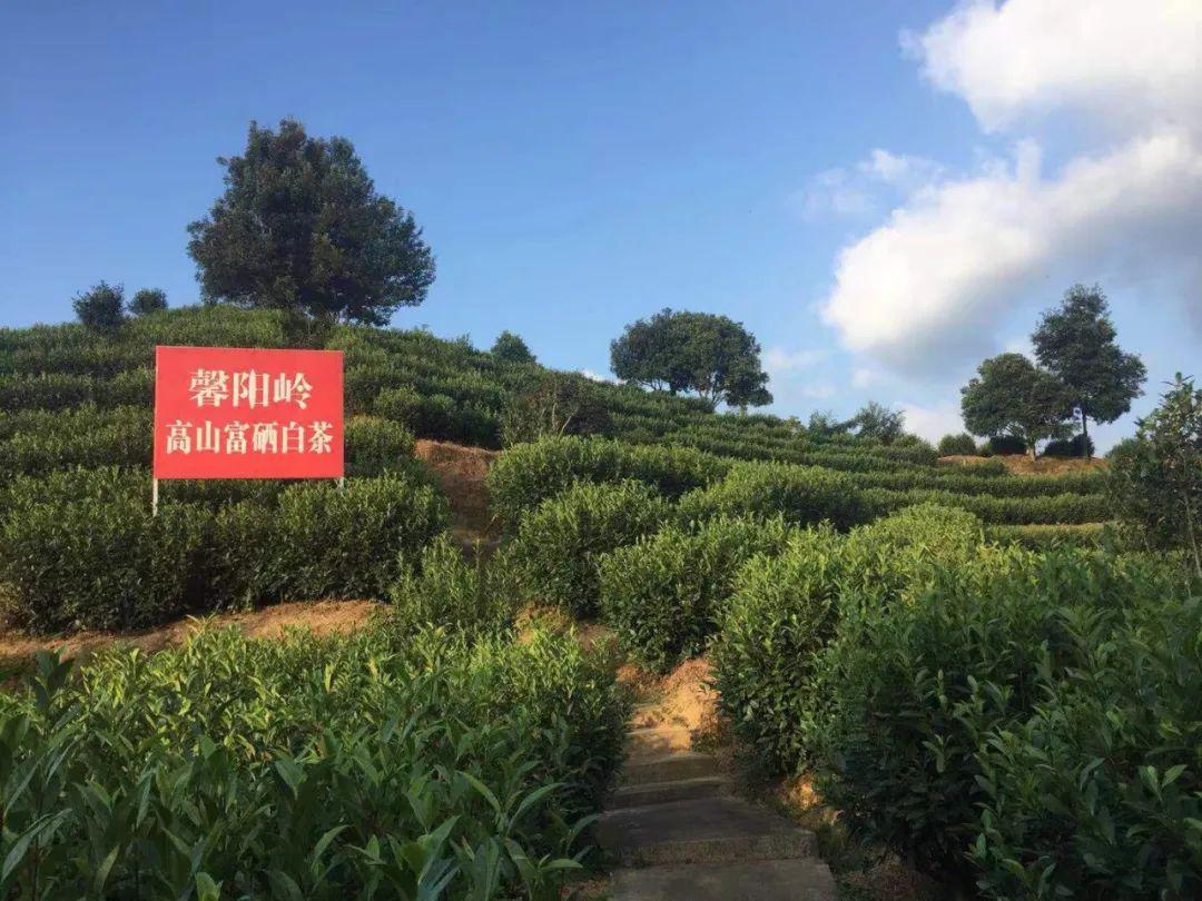 茶山行莫负好春光来崇义赴一场茶香之旅