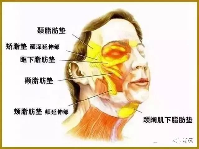 可以这么理解筋膜层就像一张网把一个个单独的脂肪垫包裹兜住,韧带则
