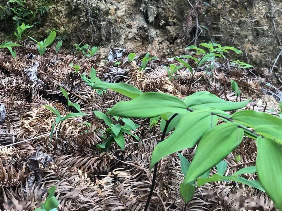 就在明天上午1000天台美女县长直播带货扫码下单无上限