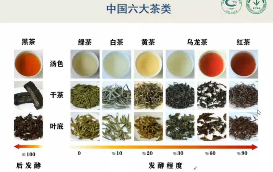 【乾貨】國家級技能大師周智修教您--3步簡單泡好一杯茶!_六大