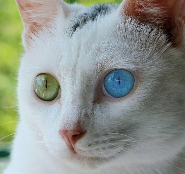 你知道猫咪的眼睛跟人类的眼睛有什么区别吗猫眼冷知识