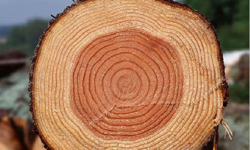 8,木材纹路方向木射线有利于水分传导,沿木材径向的水分传导比沿弦向