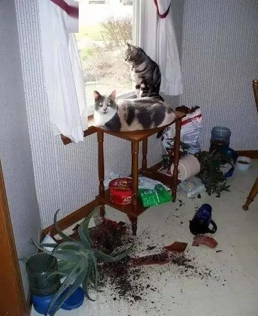 猫咪拆家搞破坏可能有你想不到的原因看完觉得好温馨