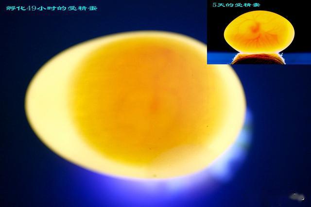 鸽子无精蛋鉴别图片图片