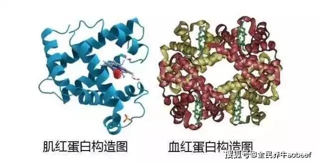 血红蛋白 来自搜狐网