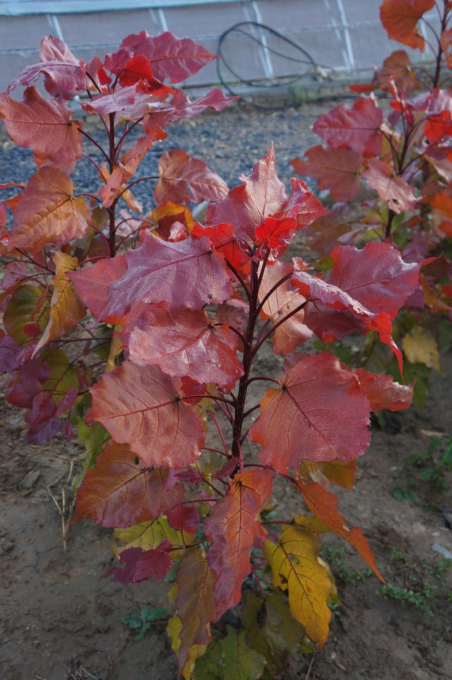 红叶杨营养钵苗批发零售红叶杨苗木红叶杨工程苗