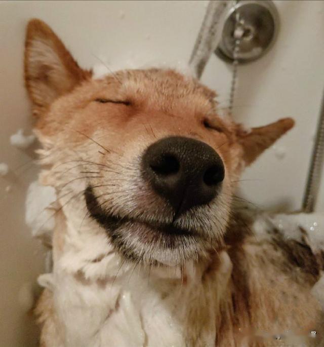 不过这狗子真的非常喜欢洗澡呢,全程闭眼享受