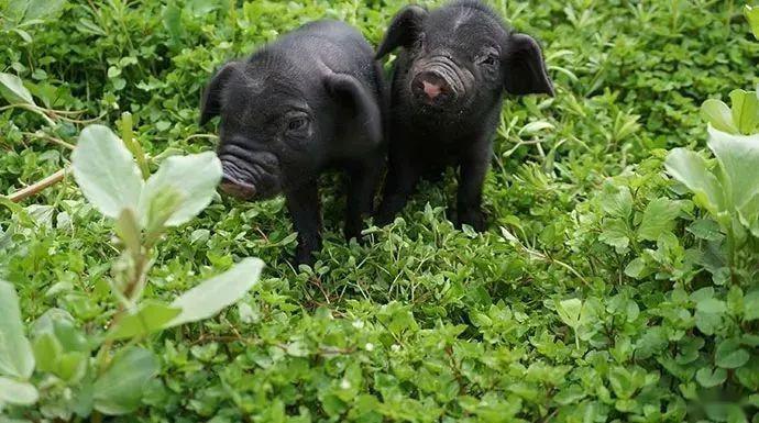 巴中籍北大博士如何将"巴山土猪"变品牌?