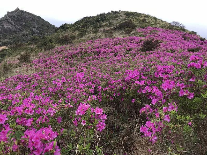 明天已成团仅158元带您游玉瑶山庄凤凰天池赏杜鹃花一天一价全包