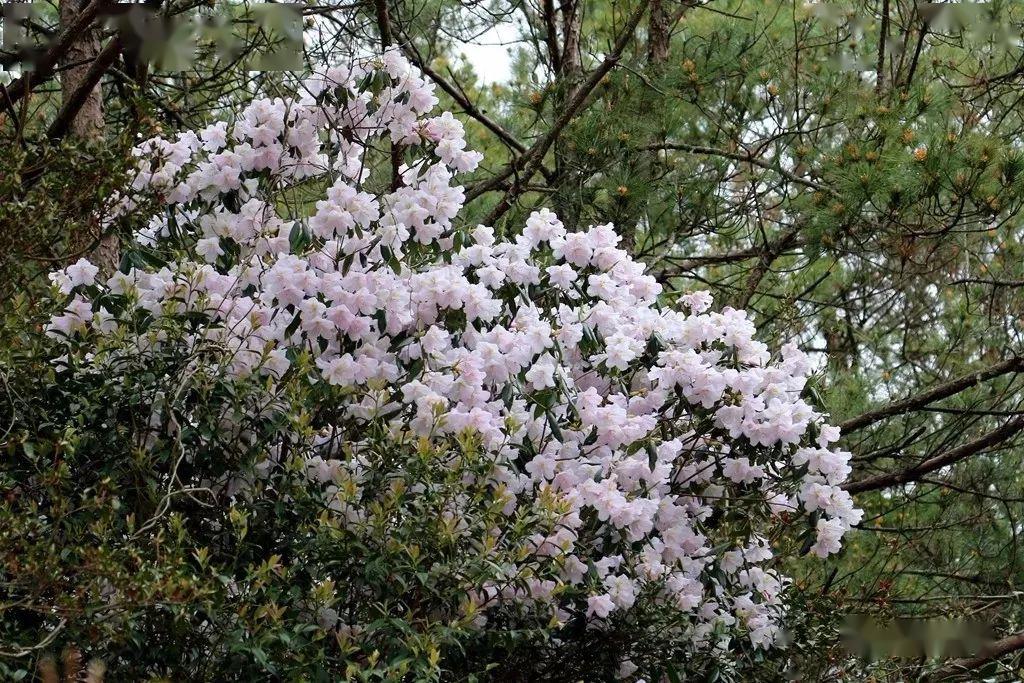 白溪草场多样杜鹃(来源:蓝田瘦马)寿宁坑底乡长岗头的紫色杜鹃花海更