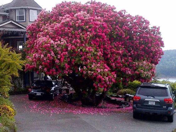 加拿大一杜鹃花树成网红被誉为全世界最美的杜鹃花