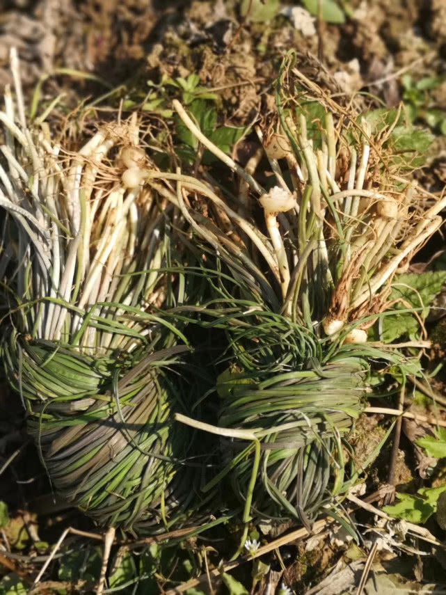 湘西野外胡葱香