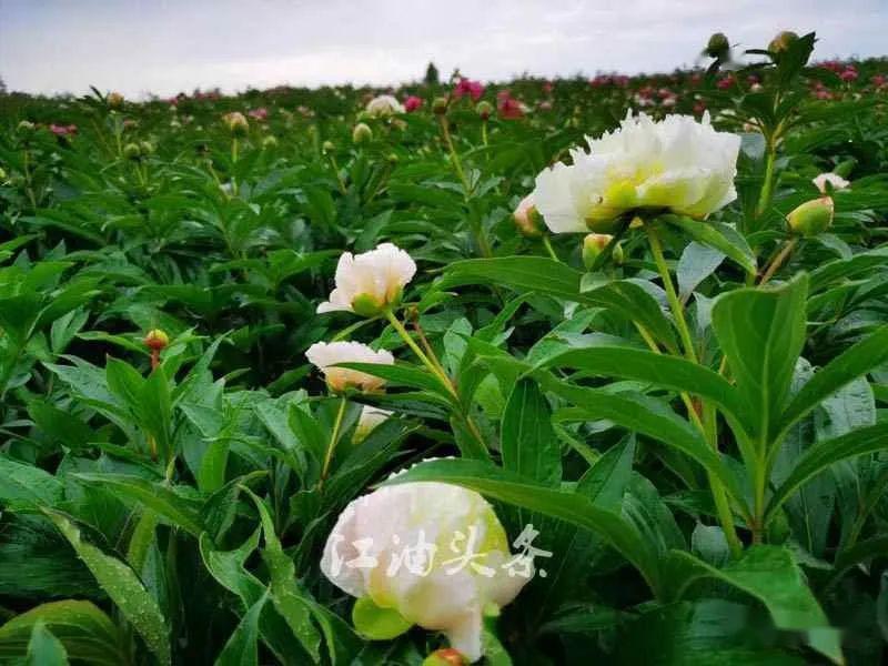 江油市第八届乡村文化旅游节青莲芍药花节盛大开幕