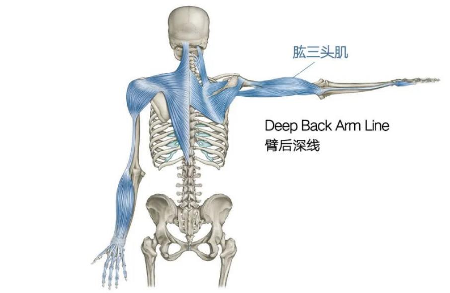 久而久之,拜拜肉所在的"臂后深线(deep back arm line"就废用了;没有