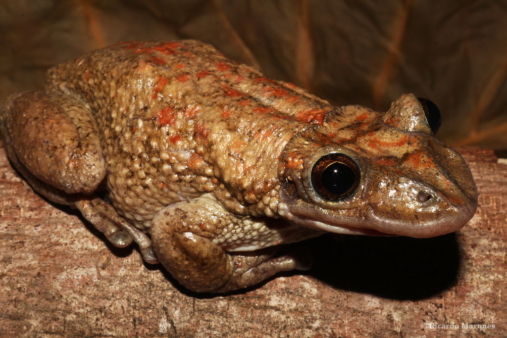原创毒性是蝰蛇25倍的青蛙为什么会进化出毒刺直击血液更有效