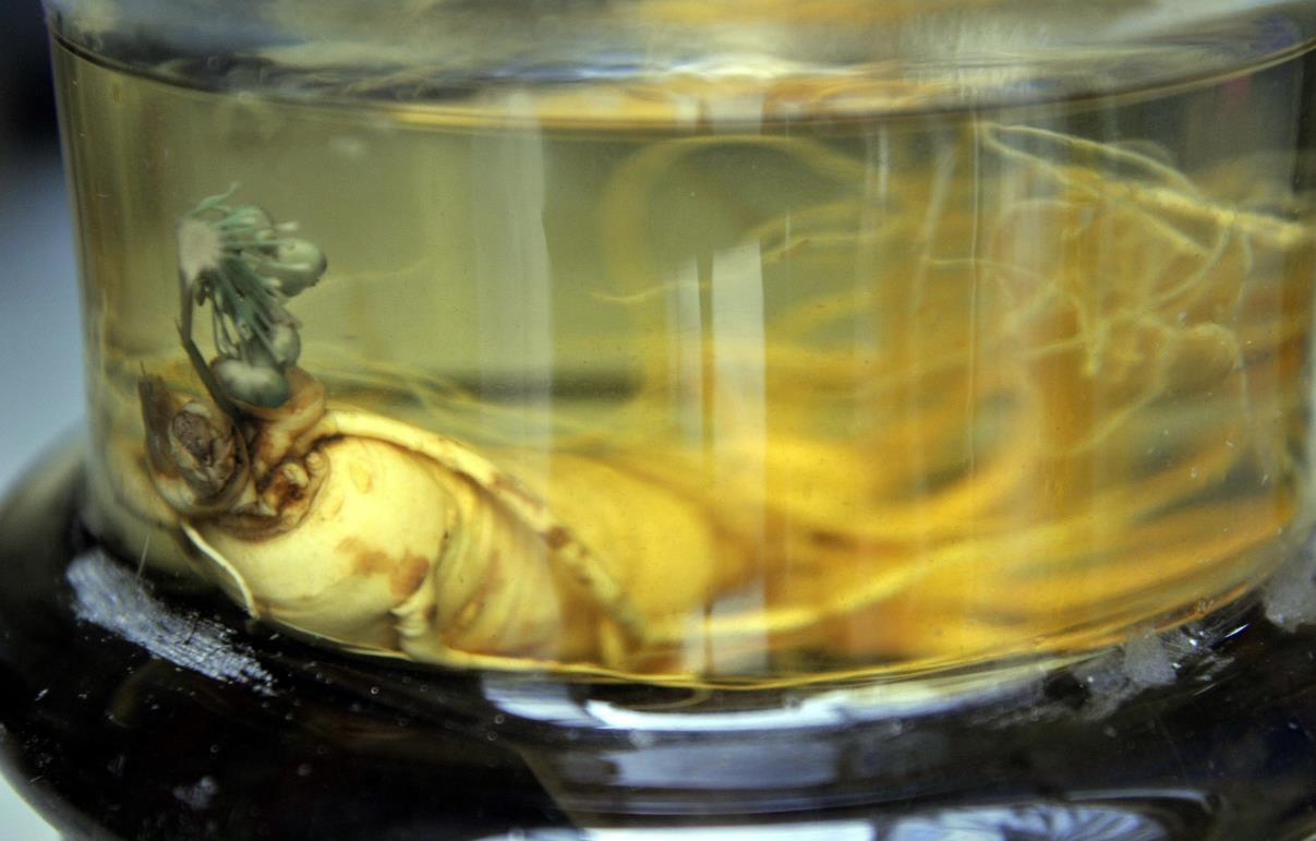 编辑其实也简单,人参能够发芽就说明这根人参并没有经过一些硫磺防腐