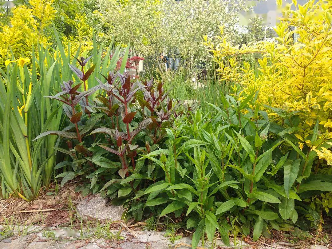 芳華初現貝利得展區宿根花卉越冬後4月份狀態報告