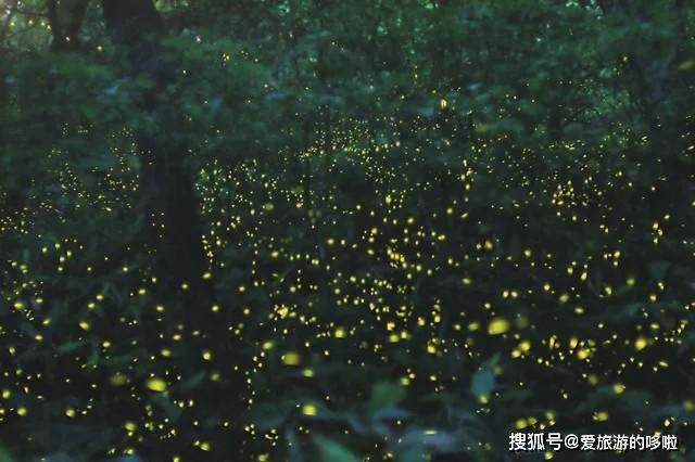 美到不真实追逐日本最浪漫的萤火森林瞬间跌入一场童话梦境里