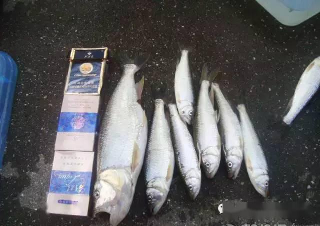 广西溪流,马口鱼体型堪比矿泉水瓶,最大一斤