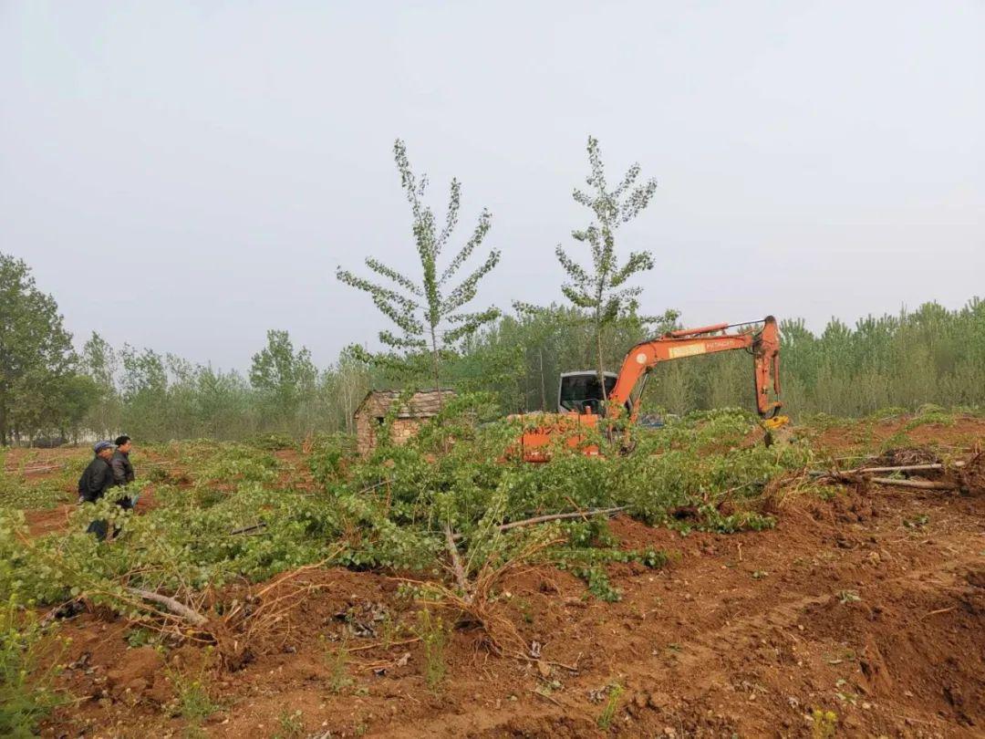 洙边镇掀起基本农田种树地块清理高潮