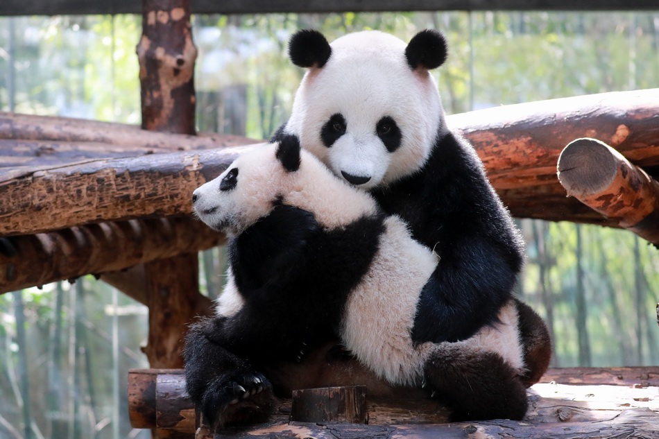 上海野生动物园又一只大熊猫宝宝和大家见面啦!