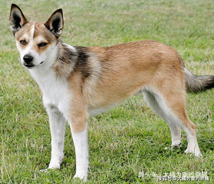 挪威卢德杭犬——这种精力充沛,警觉性高的狗狗在第二次世界大战后