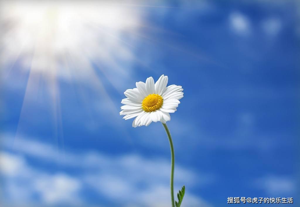 励志心语可以不是别人生命里的公主但一定要是自己命运的女王