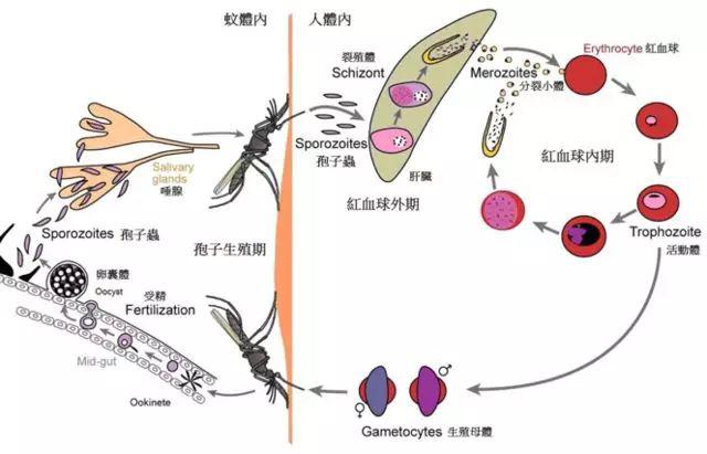 全国疟疾日疟原虫的自白