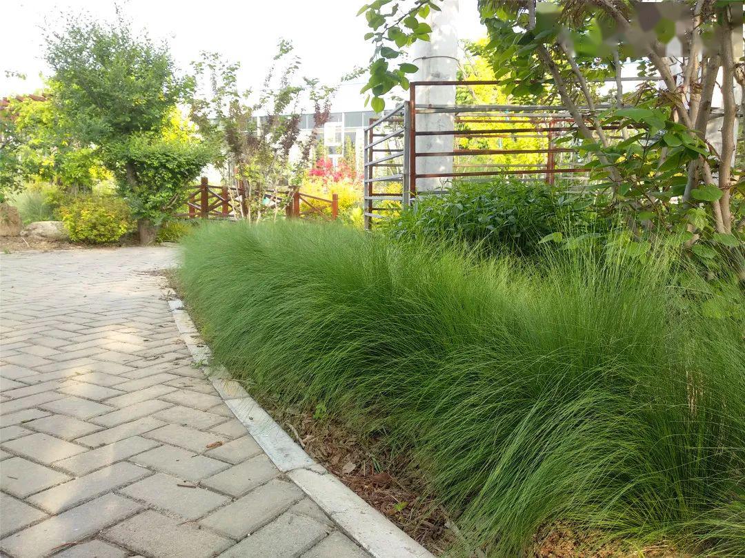 针茅 马尾筋骨草筋骨草积蓄力量,4月份惊艳爆花矾根越冬后的矾根,叶大