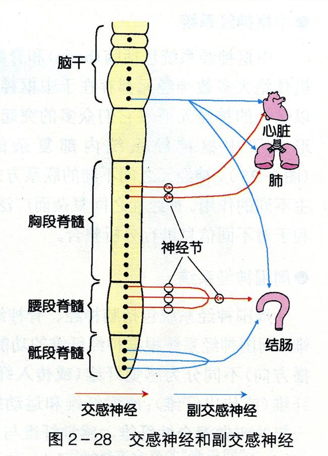 什么是植物神经紊乱日常饮食应该注意什么吃什么食物好