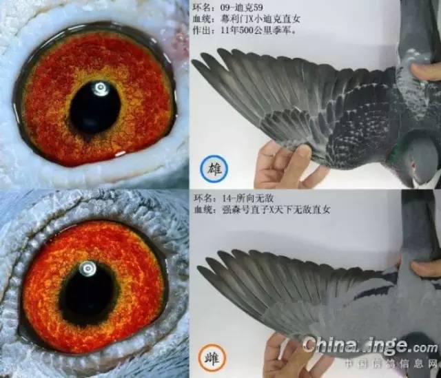 爆灯【老鸟生子丸】100粒,增加筑巢,增强母鸽配对欲望!