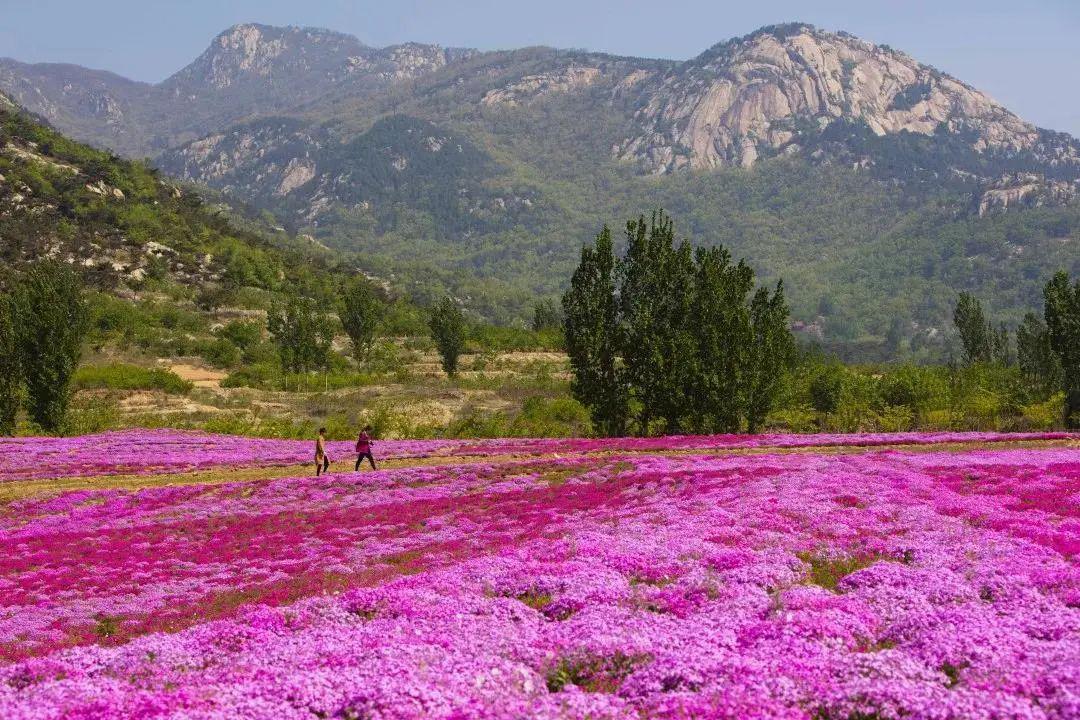 开kāi花huā樱ying芝zhī这就是新泰新甫山!