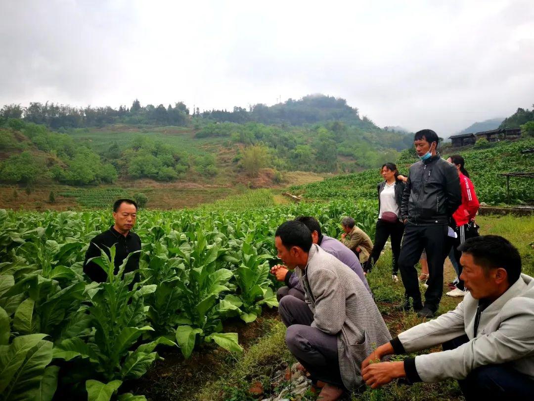 工作动态五合乡召开2020年烤烟揭膜培土暨封顶打杈现场会