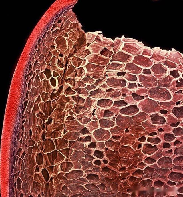 20张显微镜下令人不可思议的照片简直就是我们身边的另一个宇宙