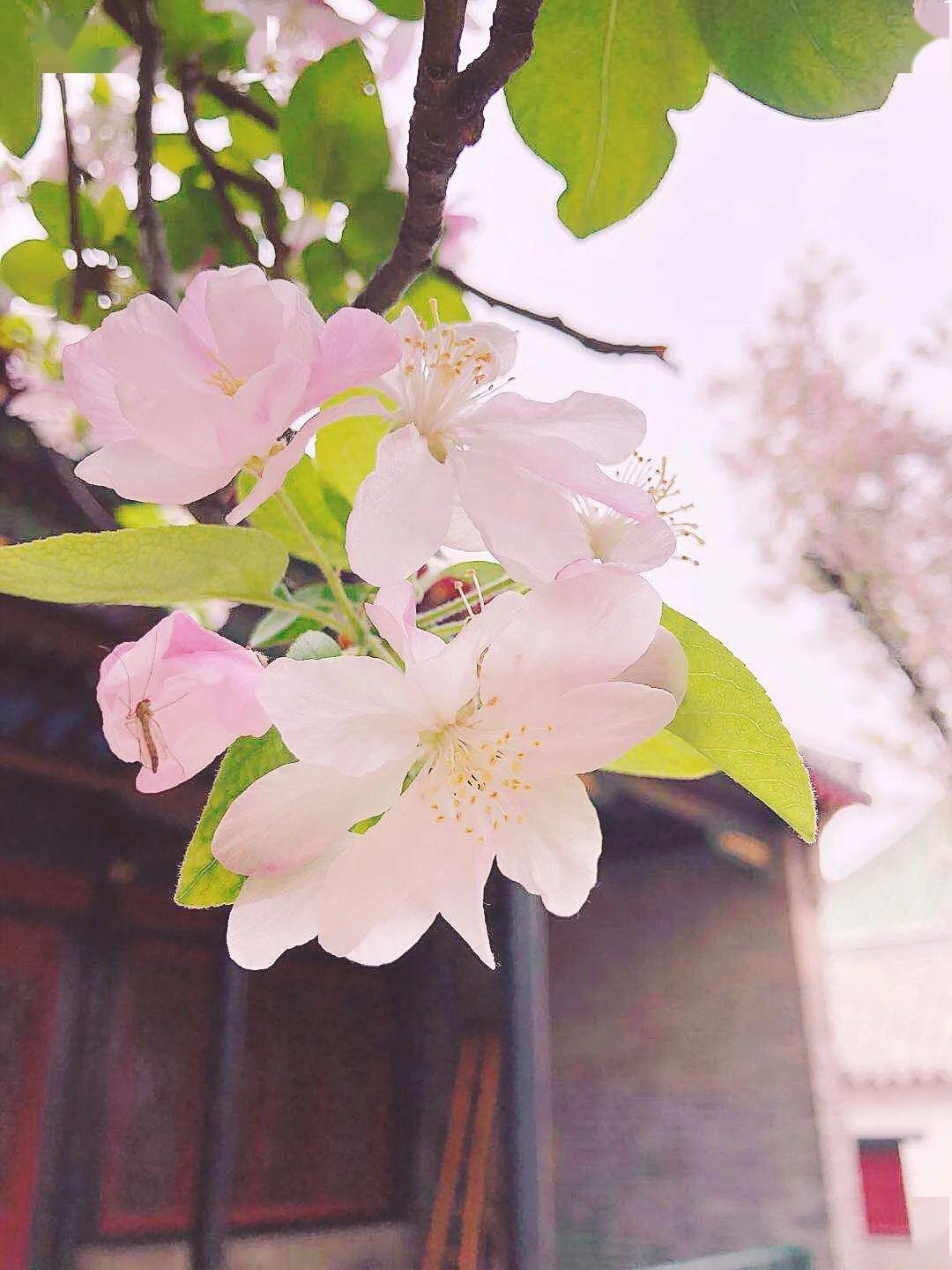 【曲阜两孔】探寻儒家文化之旅——感受曲阜古老建筑_ 孔府