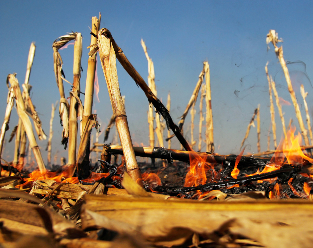 原创农村烧秸秆为何屡禁不止地球知识局