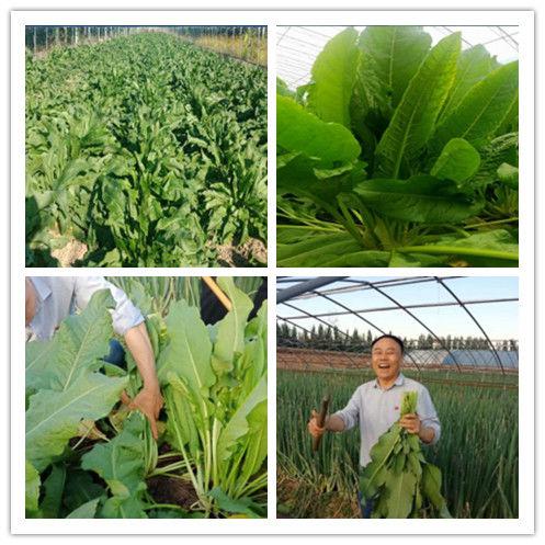 院院长郭长合教授向与会人员详细介绍了长寿菜的种植技术和发展前景