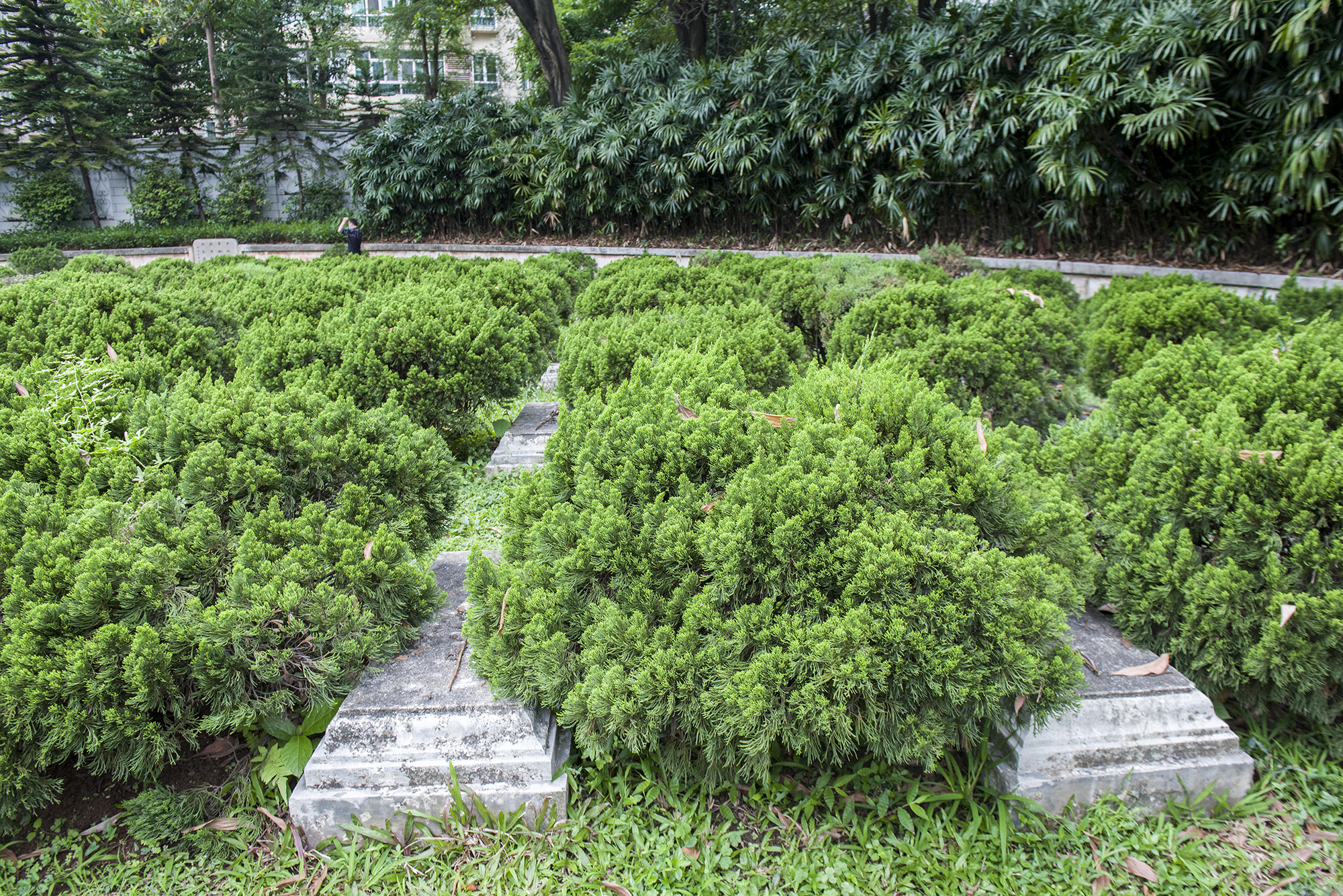 墓地绿化常用树图片