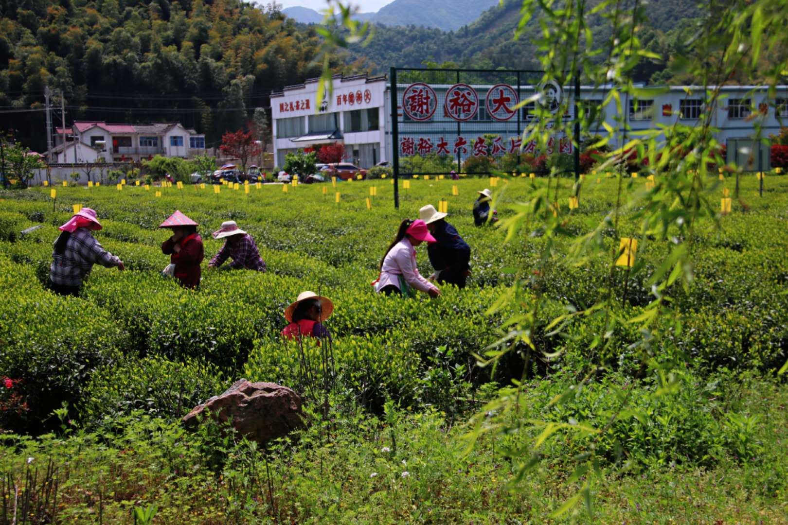 齐山生云雾瓜片源六安爱心慈善助农活动在金寨县麻埠镇举办