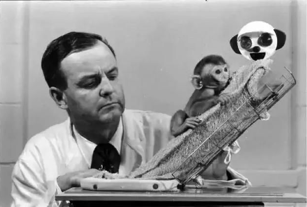 哈洛用猴子做实验向家长证明孩子最需要什么