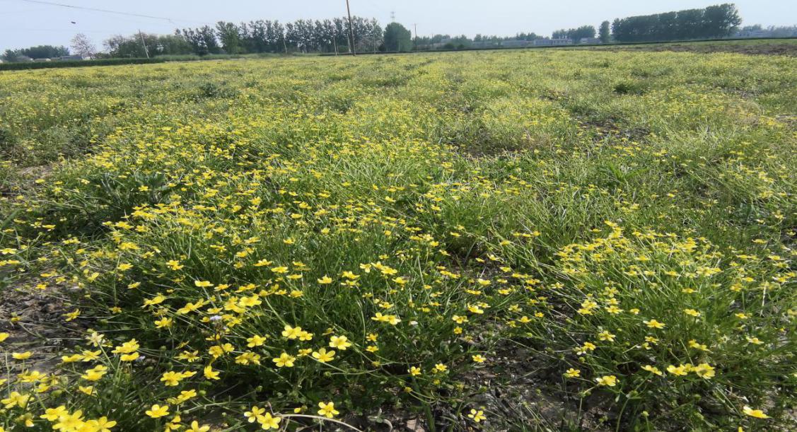 猫爪草基地花黄叶绿生机勃勃夏天无种植基地丰收之像隐约可现"要注重