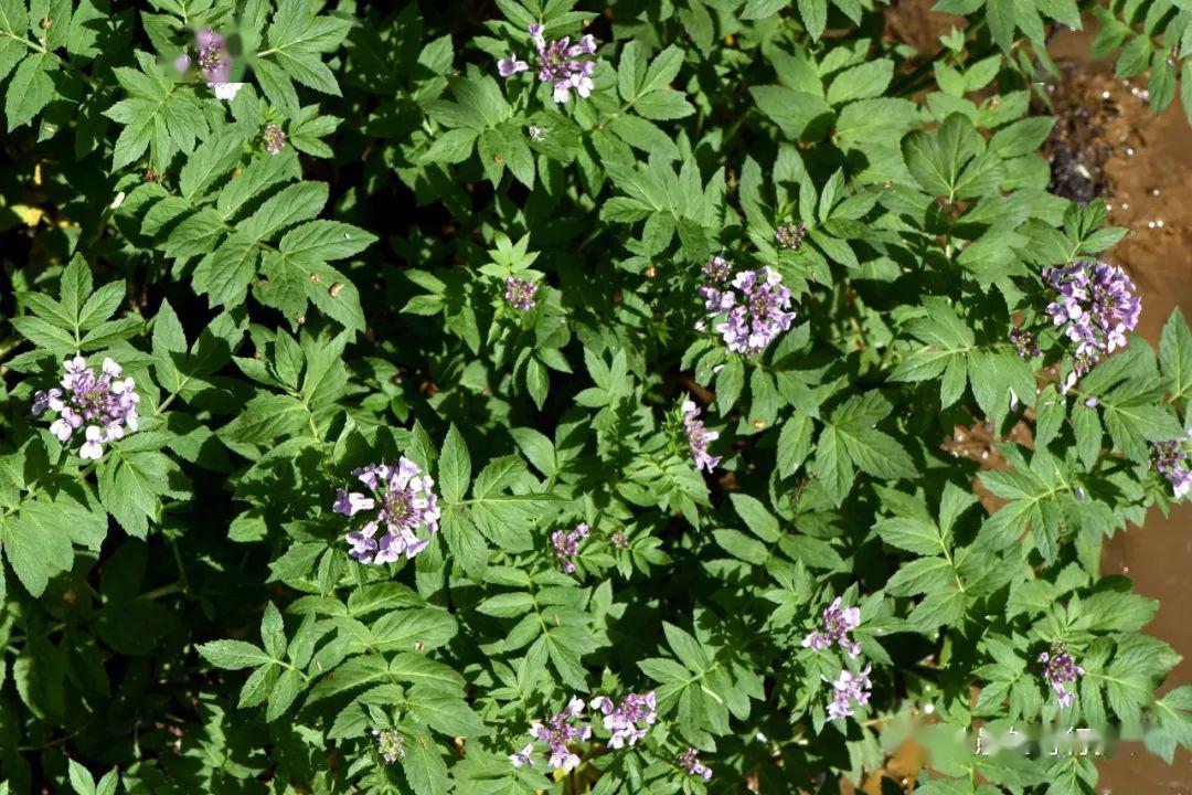 除了大熊猫阿坝州还有多少神奇宝贝