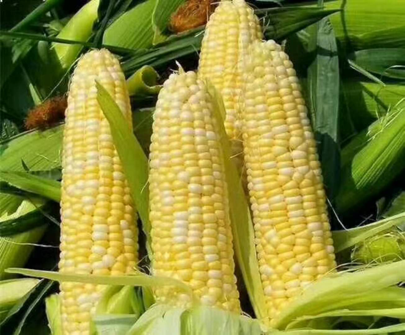 原创2020年农村搞种植有潜力不愁销路的有哪些4个项目农民可考虑