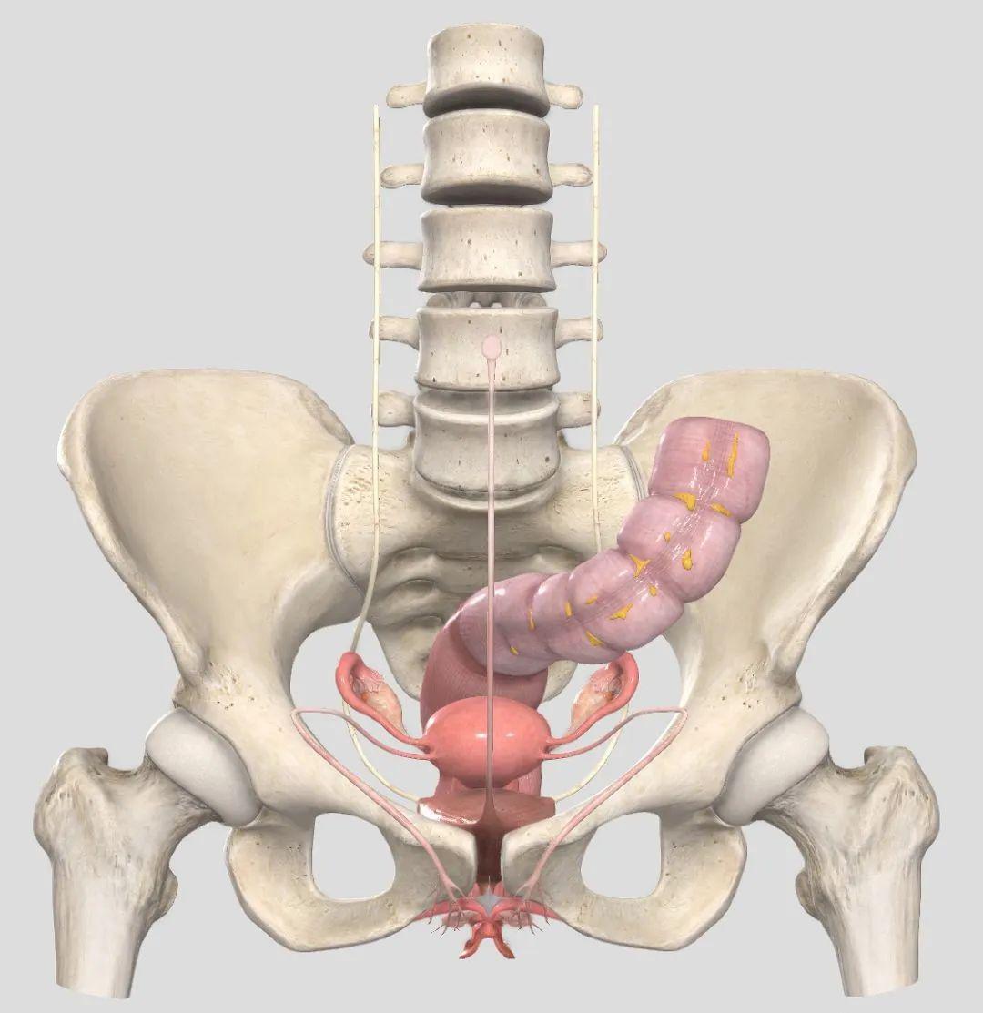女性脏器盆腔解剖图片