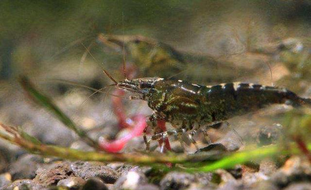 原創蝦入魚缸過水方法黑殼蝦買回家後如何處理才不容易大量死亡