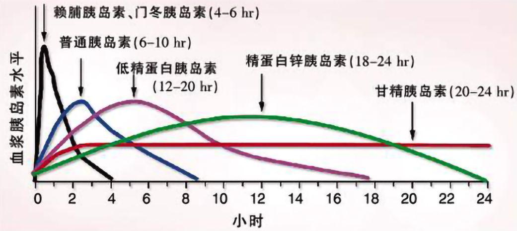 胰岛素分泌时相图片