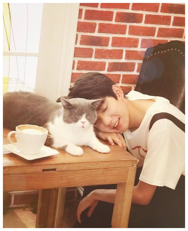 王源养折耳猫被批,粉丝下场洗白欲盖弥彰,恐步angelababy后尘_因为