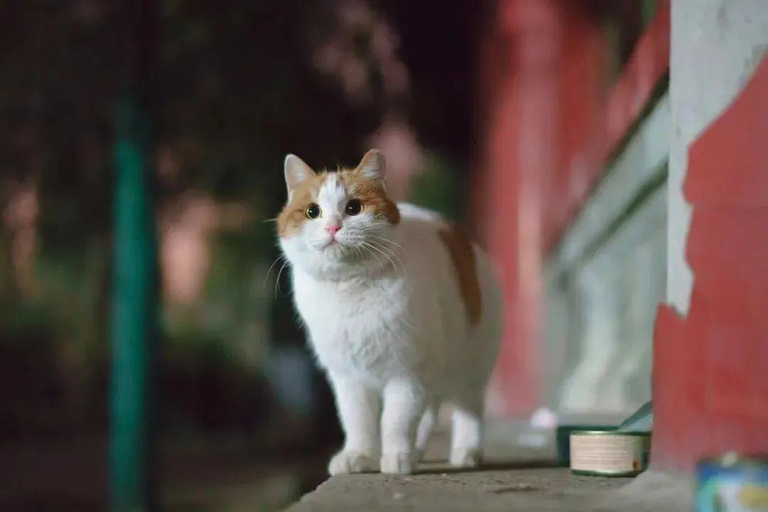 北大的猫我不想当网红我只想吃饱